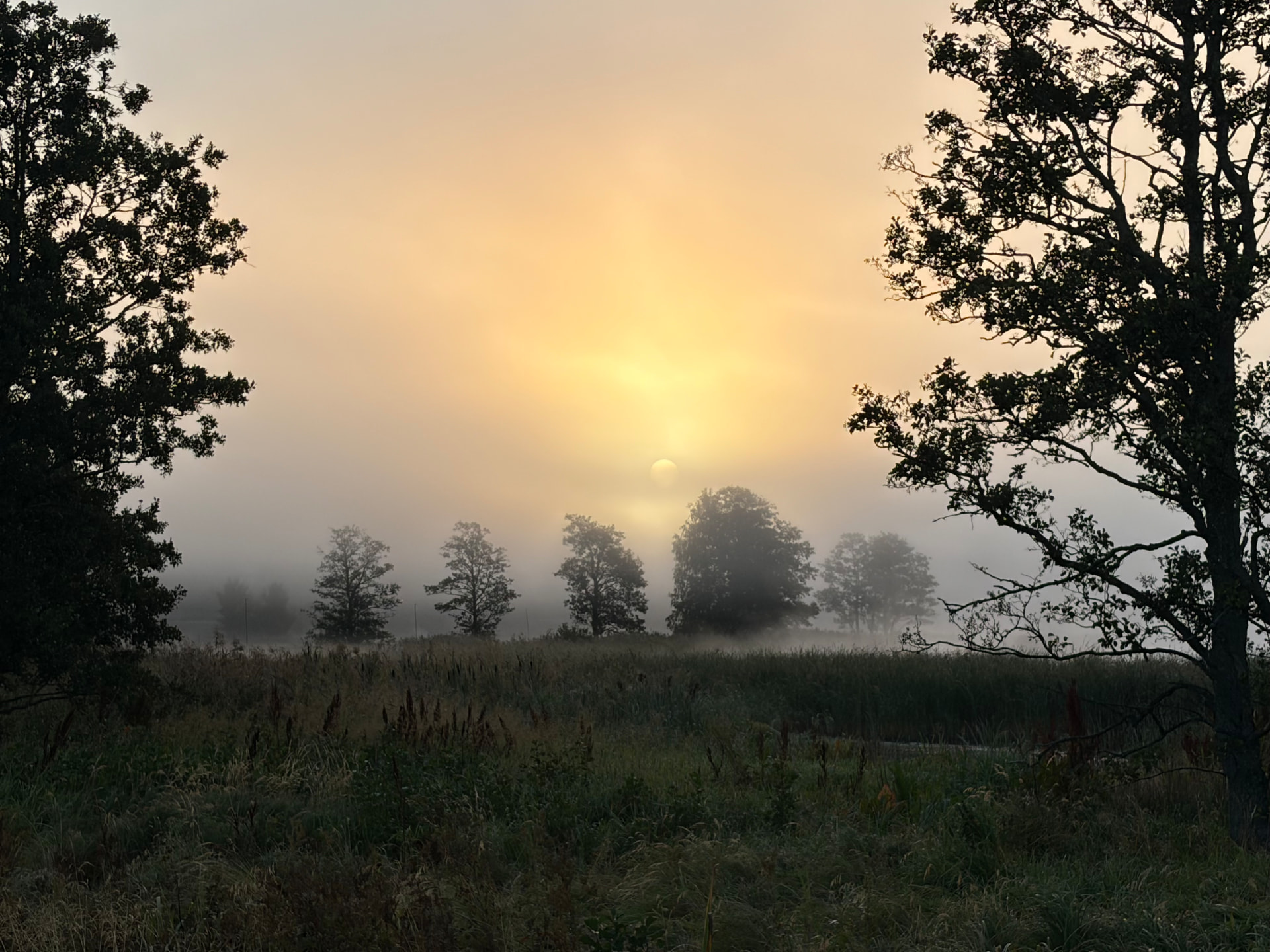 Morning mist over a Swedish field with the sun rising behind trees on the horizon